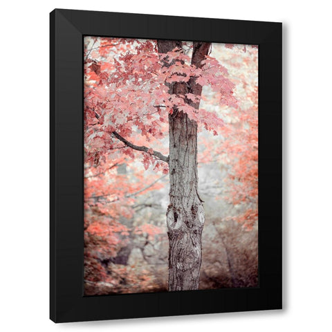 Pink and Coral Maple Tree Black Modern Wood Framed Art Print with Double Matting by Ryan, Brooke T.