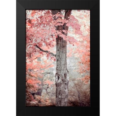 Pink and Coral Maple Tree Black Modern Wood Framed Art Print by Ryan, Brooke T.