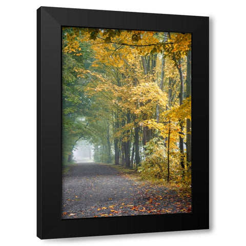 Tunnel Through Misty Forest Black Modern Wood Framed Art Print with Double Matting by Ryan, Brooke T.
