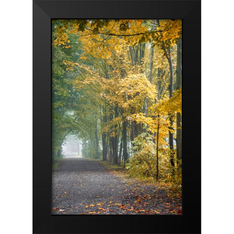 Tunnel Through Misty Forest Black Modern Wood Framed Art Print by Ryan, Brooke T.
