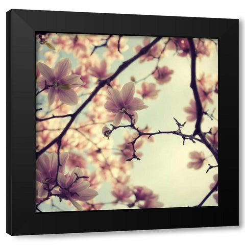 Pink Blossoms Black Modern Wood Framed Art Print with Double Matting by Suchocki, Irene