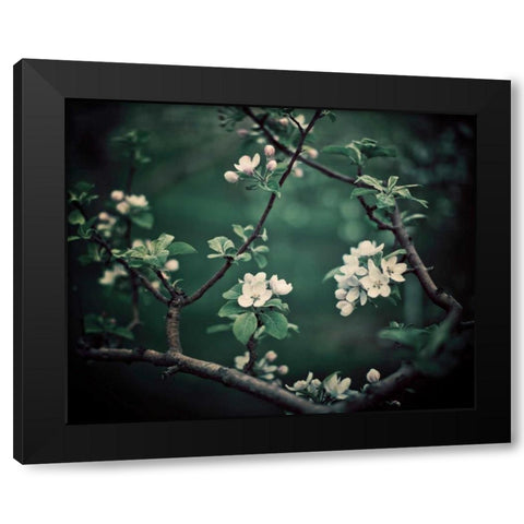 The Midnight Garden I Black Modern Wood Framed Art Print with Double Matting by Suchocki, Irene