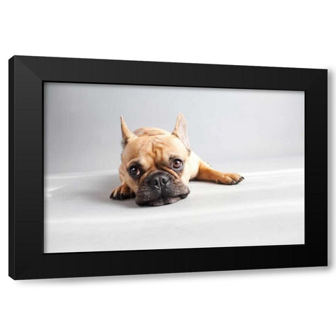Sad Frenchie Black Modern Wood Framed Art Print with Double Matting by Sabo, Susan