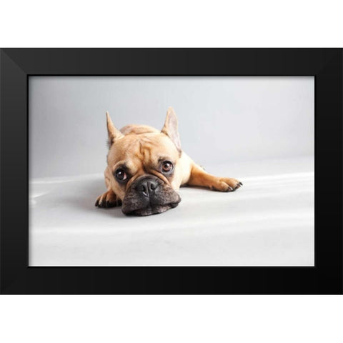 Sad Frenchie Black Modern Wood Framed Art Print by Sabo, Susan