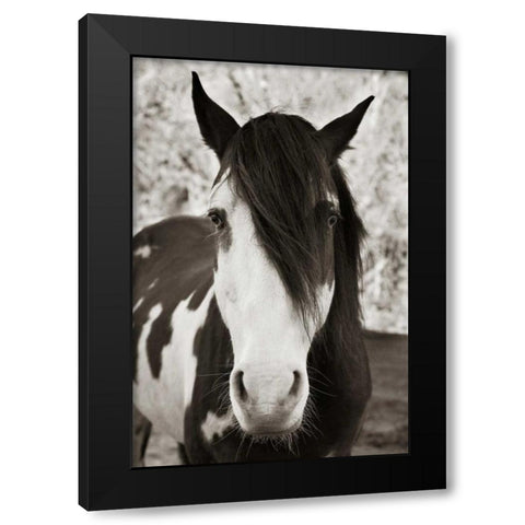Pale Eyed Stallion Black Modern Wood Framed Art Print with Double Matting by Scott, Traer