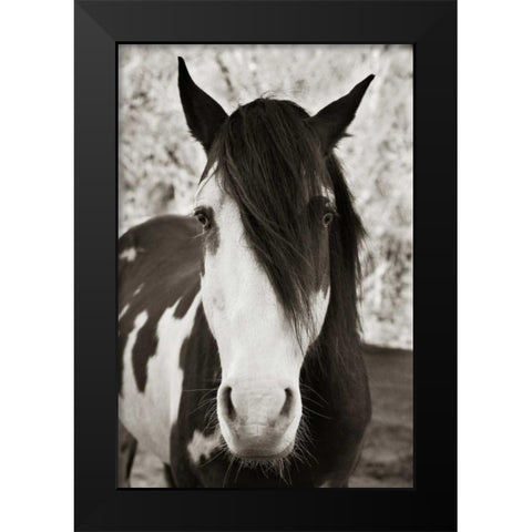 Pale Eyed Stallion Black Modern Wood Framed Art Print by Scott, Traer