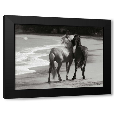 Young Mustangs on Beach Black Modern Wood Framed Art Print with Double Matting by Scott, Traer