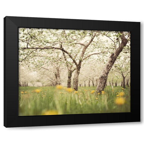 Quiet Orchard Black Modern Wood Framed Art Print with Double Matting by Suchocki, Irene