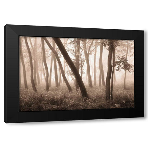 Reticent Woods Black Modern Wood Framed Art Print with Double Matting by Svibilsky, Igor