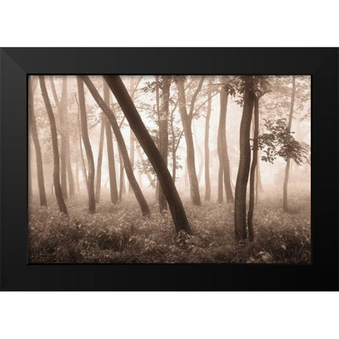 Reticent Woods Black Modern Wood Framed Art Print by Svibilsky, Igor
