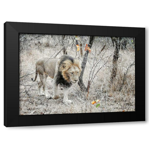 Lion Black Modern Wood Framed Art Print with Double Matting by Sobol, Helene
