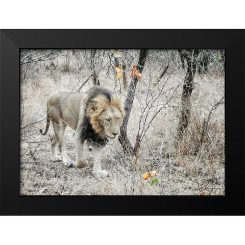 Lion Black Modern Wood Framed Art Print by Sobol, Helene
