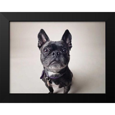 Bailey Black Modern Wood Framed Art Print by Sabo, Susan