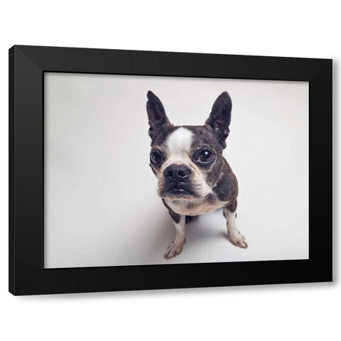 Norton Moses Black Modern Wood Framed Art Print by Sabo, Susan