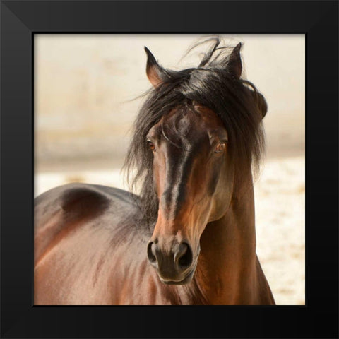 Casanova Black Modern Wood Framed Art Print by Stromberg, Tony