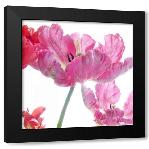 Parrot Tulips Black Modern Wood Framed Art Print by Stalus, Judy