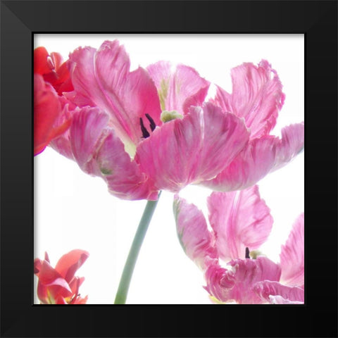Parrot Tulips Black Modern Wood Framed Art Print by Stalus, Judy