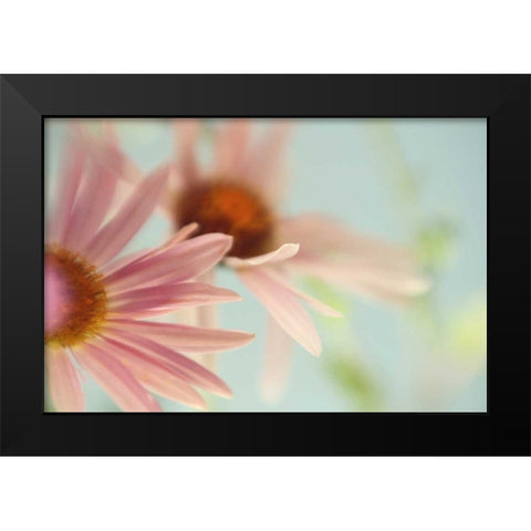 Daisy Days Black Modern Wood Framed Art Print by Stalus, Judy