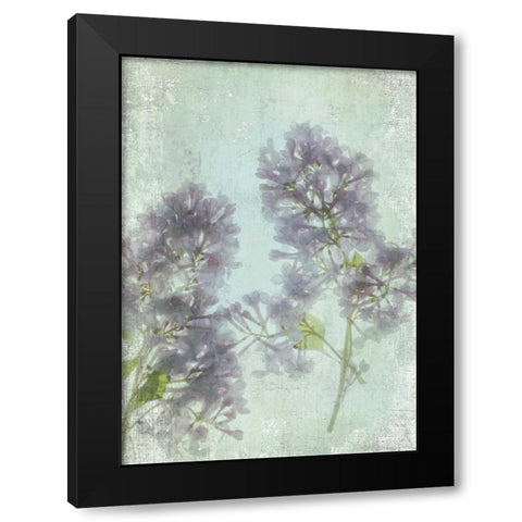 Lilac Black Modern Wood Framed Art Print by Stalus, Judy