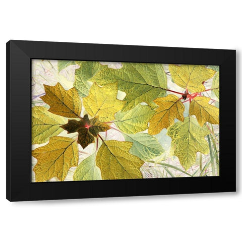 Golden Oak Black Modern Wood Framed Art Print by Stalus, Judy