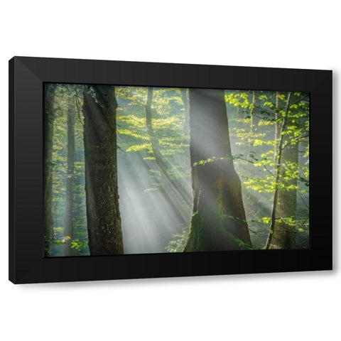 Shower of Light Black Modern Wood Framed Art Print with Double Matting by Schneidersmann, Anne