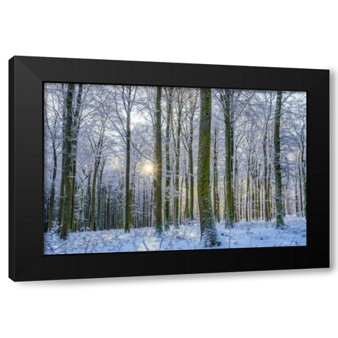 Frosty Forest Black Modern Wood Framed Art Print by Schneidersmann, Anne