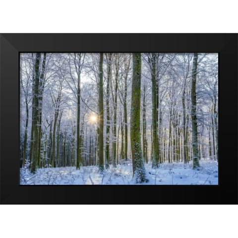 Frosty Forest Black Modern Wood Framed Art Print by Schneidersmann, Anne