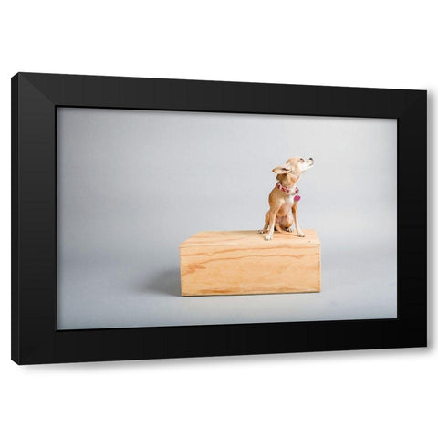 Small Dog, Big World Black Modern Wood Framed Art Print with Double Matting by Sabo, Susan