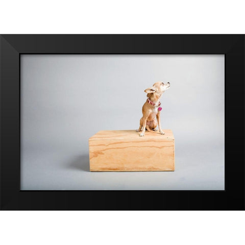 Small Dog, Big World Black Modern Wood Framed Art Print by Sabo, Susan