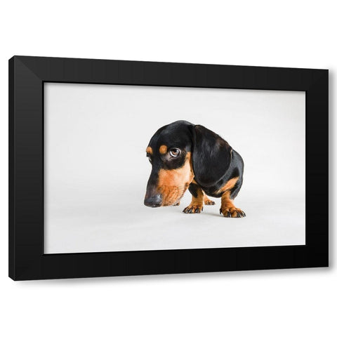 Who, Me? Black Modern Wood Framed Art Print with Double Matting by Sabo, Susan