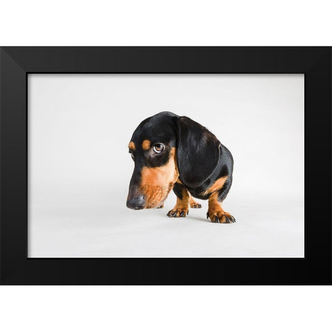Who, Me? Black Modern Wood Framed Art Print by Sabo, Susan