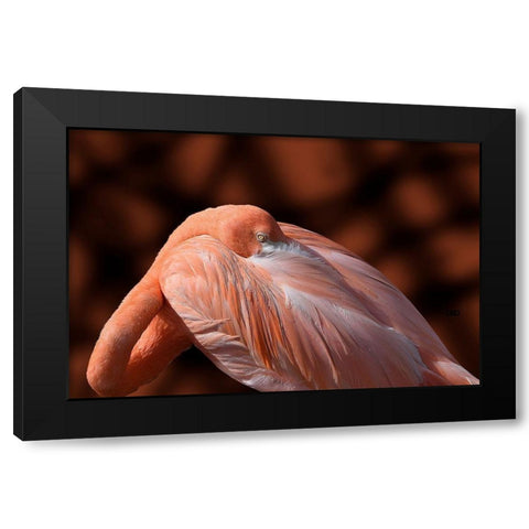 Flamingo Black Modern Wood Framed Art Print by Spears, Don