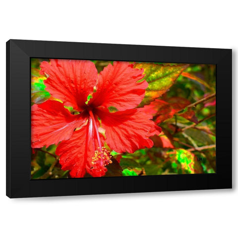 Red Hibiscus Black Modern Wood Framed Art Print by Spears, Don