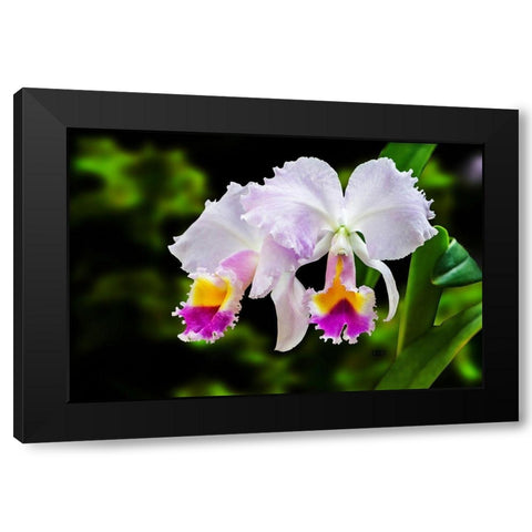 White, Yellow and Fuchsia Orchids Black Modern Wood Framed Art Print with Double Matting by Spears, Don