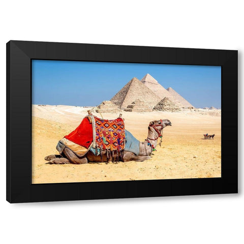 Camel Resting by the Pyramids, Giza, Egypt Black Modern Wood Framed Art Print by Silver, Richard