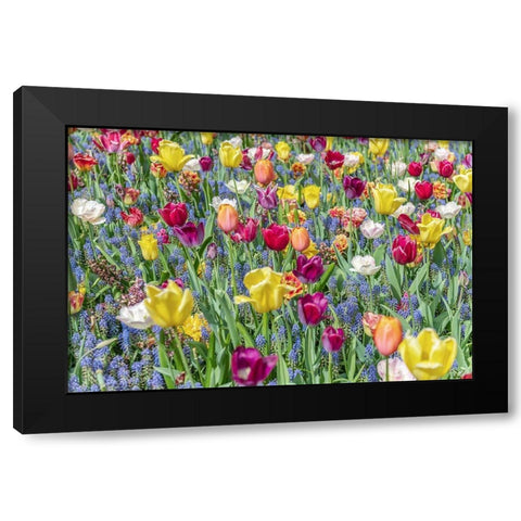 Kuekenhof Tulips I Black Modern Wood Framed Art Print with Double Matting by Silver, Richard
