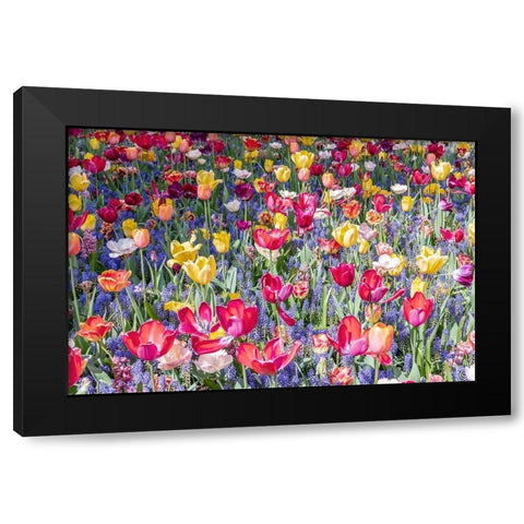 Kuekenhof Tulips II Black Modern Wood Framed Art Print with Double Matting by Silver, Richard