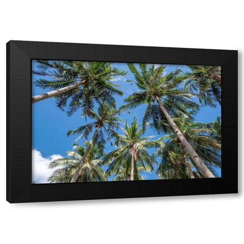 Palawan Palm Trees II Black Modern Wood Framed Art Print by Silver, Richard