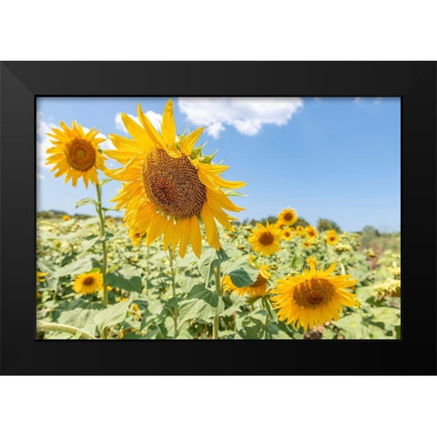 Sunflowers I Black Modern Wood Framed Art Print by Silver, Richard