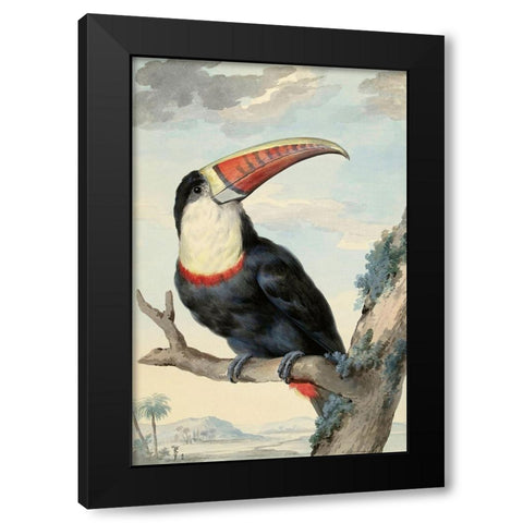 Red-billed Toucan, c. 1748 Black Modern Wood Framed Art Print with Double Matting by Schouman, Aert