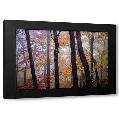 October Trees Black Modern Wood Framed Art Print with Double Matting by Sinclair, Kelly