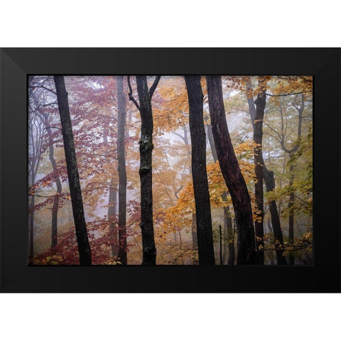 October Trees Black Modern Wood Framed Art Print by Sinclair, Kelly