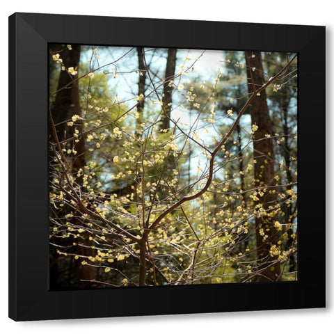 Spring Black Modern Wood Framed Art Print by Sinclair, Kelly