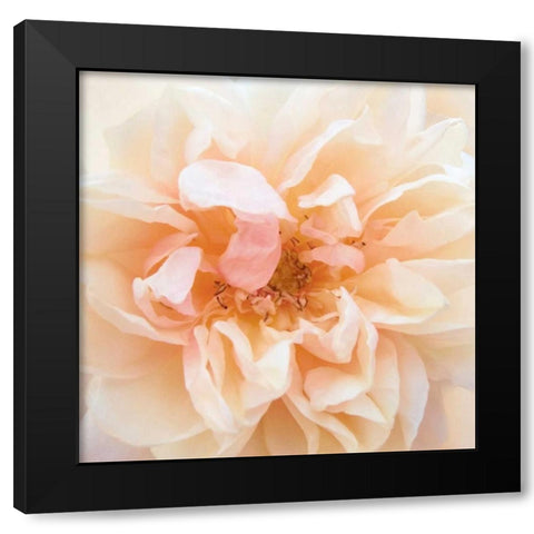 Promise Rose Black Modern Wood Framed Art Print with Double Matting by Swanson, Rebecca