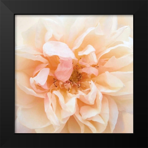 Promise Rose Black Modern Wood Framed Art Print by Swanson, Rebecca