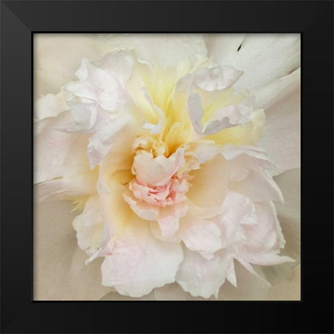 Paeonia Black Modern Wood Framed Art Print by Swanson, Rebecca