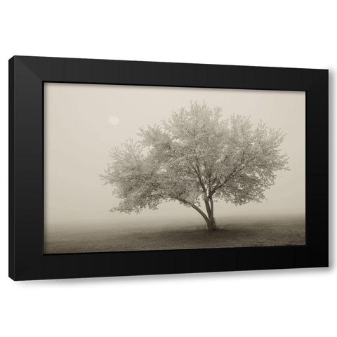 Forever Spring Black Modern Wood Framed Art Print by Svibilsky, Igor