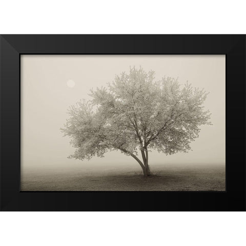 Forever Spring Black Modern Wood Framed Art Print by Svibilsky, Igor