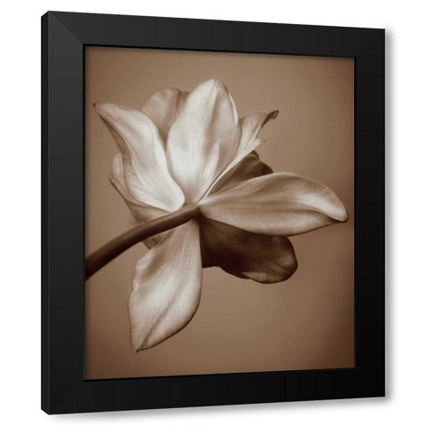 Moonlight Tulip Black Modern Wood Framed Art Print with Double Matting by Swanson, Rebecca