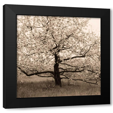 Apple Tree in Bloom Black Modern Wood Framed Art Print by Triebert, Christine
